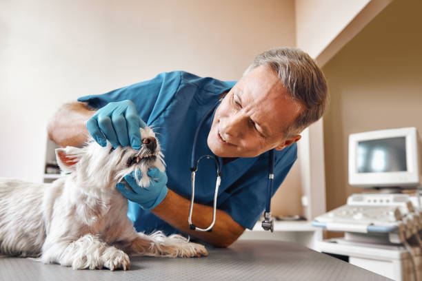 Best Mobile Emergency Dentist in Newton, NC